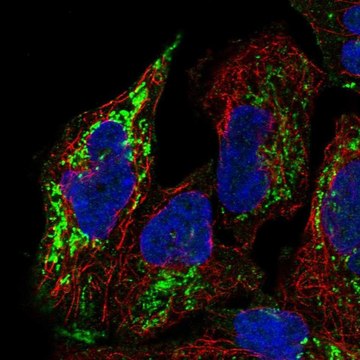 Anti-PGM2L1 antibody produced in rabbit Prestige Antibodies&#174; Powered by Atlas Antibodies, affinity isolated antibody