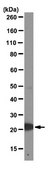 Anti-Pleiotrophin Antibody, clone 3B10 clone 3B10, from mouse