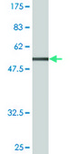 Monoclonal Anti-ATF1 antibody produced in mouse clone 3E7, purified immunoglobulin, buffered aqueous solution