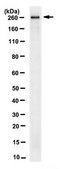Anti-Acetyl CoA Carboxylase 1 Antibody, clone 10H2.1 clone 10H2.1, from mouse