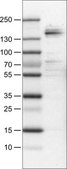 Monoclonal Anti-MST1R antibody produced in mouse Prestige Antibodies® Powered by Atlas Antibodies, clone CL0463, purified immunoglobulin, buffered aqueous glycerol solution