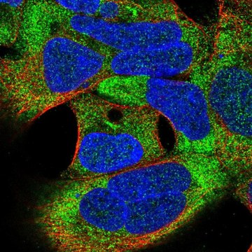 Anti-TSR3 antibody produced in rabbit Prestige Antibodies&#174; Powered by Atlas Antibodies, affinity isolated antibody