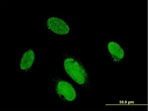 Monoclonal Anti-PITX2 antibody produced in mouse clone 2G6, purified immunoglobulin, buffered aqueous solution