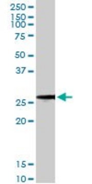 Monoclonal Anti-BCAP31 antibody produced in mouse clone 3C5, purified immunoglobulin, buffered aqueous solution