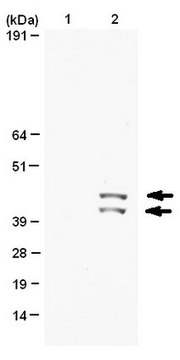 抗磷酸化-MAP激酶1/2 (Erk1/2)(Thr185/Tyr187) 抗体，克隆AW39 clone Aw39, Upstate&#174;, from rabbit