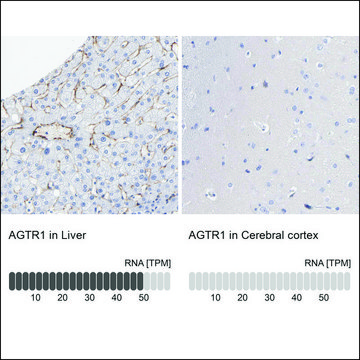 Anti-AGTR1 antibody produced in rabbit Prestige Antibodies&#174; Powered by Atlas Antibodies, affinity isolated antibody, buffered aqueous glycerol solution