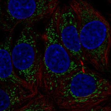 Anti-MTHFD1L antibody produced in rabbit Prestige Antibodies&#174; Powered by Atlas Antibodies, affinity isolated antibody