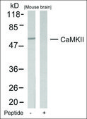 Anti-CAMK2N2 (Ab-286) antibody produced in rabbit affinity isolated antibody