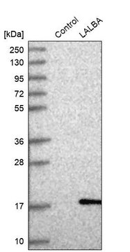 Anti-LALBA antibody produced in rabbit Prestige Antibodies&#174; Powered by Atlas Antibodies, affinity isolated antibody