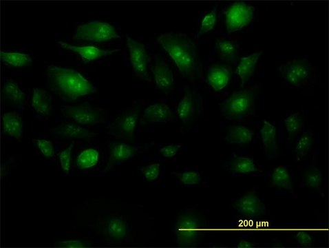 Monoclonal Anti-ZIC4 antibody produced in mouse clone 2C2, purified immunoglobulin, buffered aqueous solution