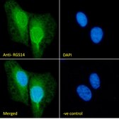Anti-RGS14 antibody produced in goat affinity isolated antibody, buffered aqueous solution