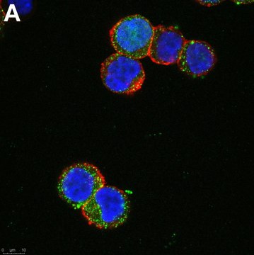 Anti-SCN2A Antibody, clone 3F19 ZooMAb&#174; Rabbit Monoclonal recombinant, expressed in HEK 293 cells