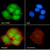 Anti-CIRBP antibody produced in goat affinity isolated antibody, buffered aqueous solution