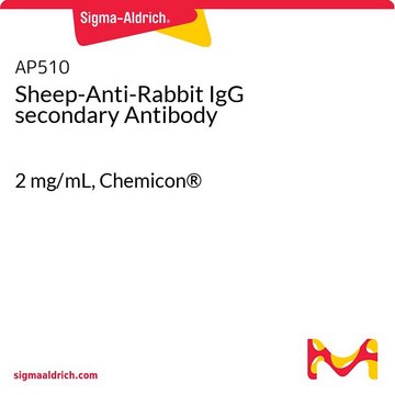 Sheep-Anti-Rabbit IgG secondary Antibody 2&#160;mg/mL, Chemicon&#174;