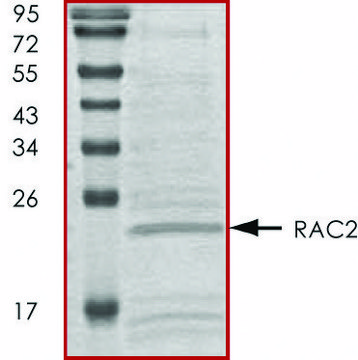 RAC2, His tagged human recombinant, expressed in E. coli, &#8805;70% (SDS-PAGE), buffered aqueous glycerol solution