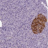 Anti-TSPAN7 antibody produced in rabbit Prestige Antibodies® Powered by Atlas Antibodies, affinity isolated antibody, buffered aqueous glycerol solution