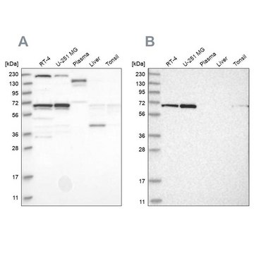 Anti-PPIL4 antibody produced in rabbit Prestige Antibodies&#174; Powered by Atlas Antibodies, affinity isolated antibody