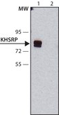 Monoclonal Anti-KHSRP antibody produced in mouse clone KS-8, purified immunoglobulin