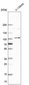 Anti-MCM8 antibody produced in rabbit Prestige Antibodies® Powered by Atlas Antibodies, affinity isolated antibody