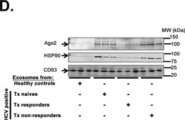 Anti-EIF2C2/Ago2 antibody produced in rabbit ~1.0 mg/mL, affinity isolated antibody