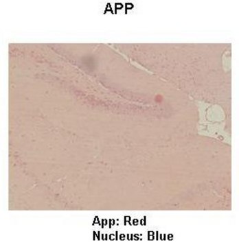 Anti-APP (ab3) antibody produced in rabbit IgG fraction of antiserum