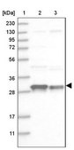 Anti-COPS7B antibody produced in rabbit Prestige Antibodies® Powered by Atlas Antibodies, affinity isolated antibody, buffered aqueous glycerol solution