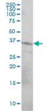 Monoclonal Anti-CD79B antibody produced in mouse clone 4E10-2A10, purified immunoglobulin, buffered aqueous solution