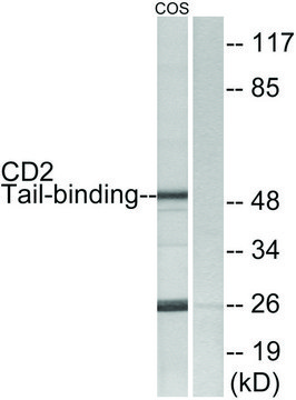 Anti-CD2 Tail-binding antibody produced in rabbit affinity isolated antibody