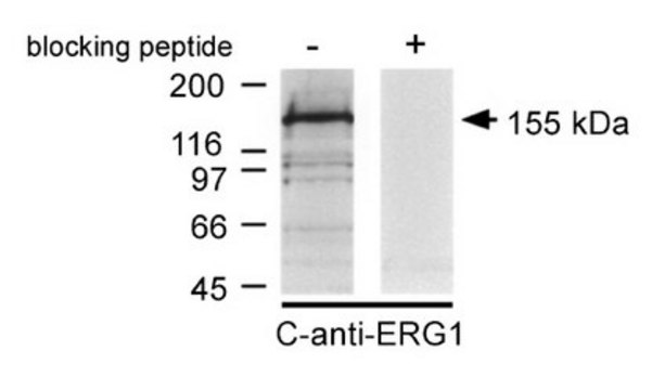 Anti-Potassium Channel ERG1 Antibody, CT Chemicon&#174;, from rabbit