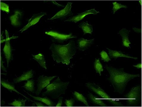 Monoclonal Anti-HMGA1 antibody produced in mouse clone 2A1, purified immunoglobulin, buffered aqueous solution