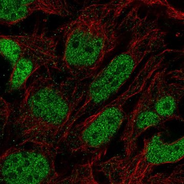 Anti-PRDM16 antibody produced in rabbit Prestige Antibodies&#174; Powered by Atlas Antibodies, affinity isolated antibody