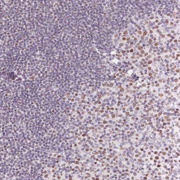 Anti-POU2F2 antibody produced in rabbit Prestige Antibodies&#174; Powered by Atlas Antibodies, affinity isolated antibody, buffered aqueous glycerol solution