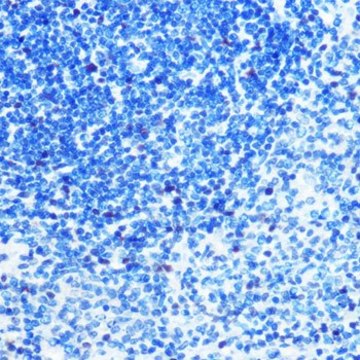 Anti-MCM3 antibody produced in rabbit