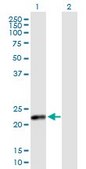Anti-CSH2 antibody produced in mouse IgG fraction of antiserum, buffered aqueous solution