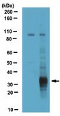 Anti-Neurogenin-3 (rabbit) Antibody serum, from rabbit