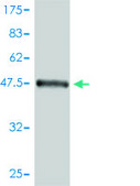 Monoclonal Anti-FHL2 antibody produced in mouse clone 2G3-1A5, purified immunoglobulin, buffered aqueous solution