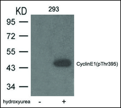 Anti-phospho-Cyclin E1 (pThr395) antibody produced in rabbit affinity isolated antibody