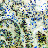 Anti-phospho-Tau (pThr231) antibody produced in rabbit affinity isolated antibody
