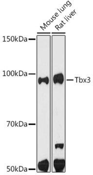 Anti-Tbx3 Antibody, clone 3G9F1, Rabbit Monoclonal