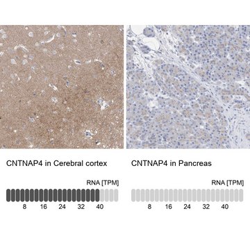 Anti-CNTNAP4 antibody produced in rabbit Prestige Antibodies&#174; Powered by Atlas Antibodies, affinity isolated antibody, buffered aqueous glycerol solution