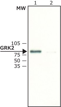 AntiGRK2 兔抗 affinity isolated antibody, buffered aqueous solution