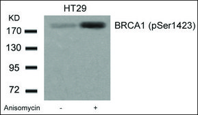 Anti-phospho-BRCA1 (pSer1423) antibody produced in rabbit affinity isolated antibody
