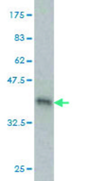 ANTI-GUCY2C antibody produced in mouse clone 3H3, purified immunoglobulin, buffered aqueous solution