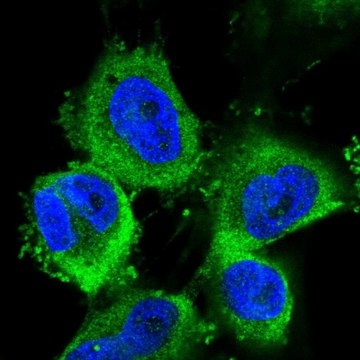 Anti-ABCE1 antibody produced in rabbit Prestige Antibodies&#174; Powered by Atlas Antibodies, affinity isolated antibody