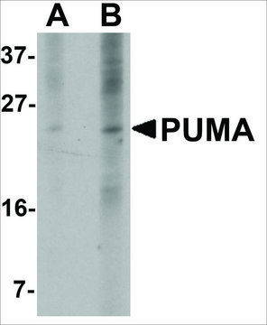 Monoclonal Anti-PUMA antibody produced in mouse clone 10C5G1, purified immunoglobulin, buffered aqueous solution