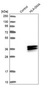 Anti-HLA-DMA antibody produced in rabbit Prestige Antibodies® Powered by Atlas Antibodies, affinity isolated antibody, buffered aqueous glycerol solution