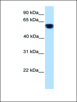 Anti-CYP1A1 (AB3) affinity isolated antibody