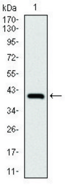 Monoclonal Anti-NEDD8 antibody produced in mouse clone 5B8, purified immunoglobulin, buffered aqueous solution