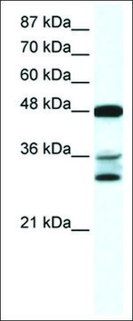 Anti-TNFSF10 antibody produced in rabbit affinity isolated antibody