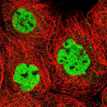 Anti-XRCC4 antibody produced in rabbit Prestige Antibodies&#174; Powered by Atlas Antibodies, affinity isolated antibody